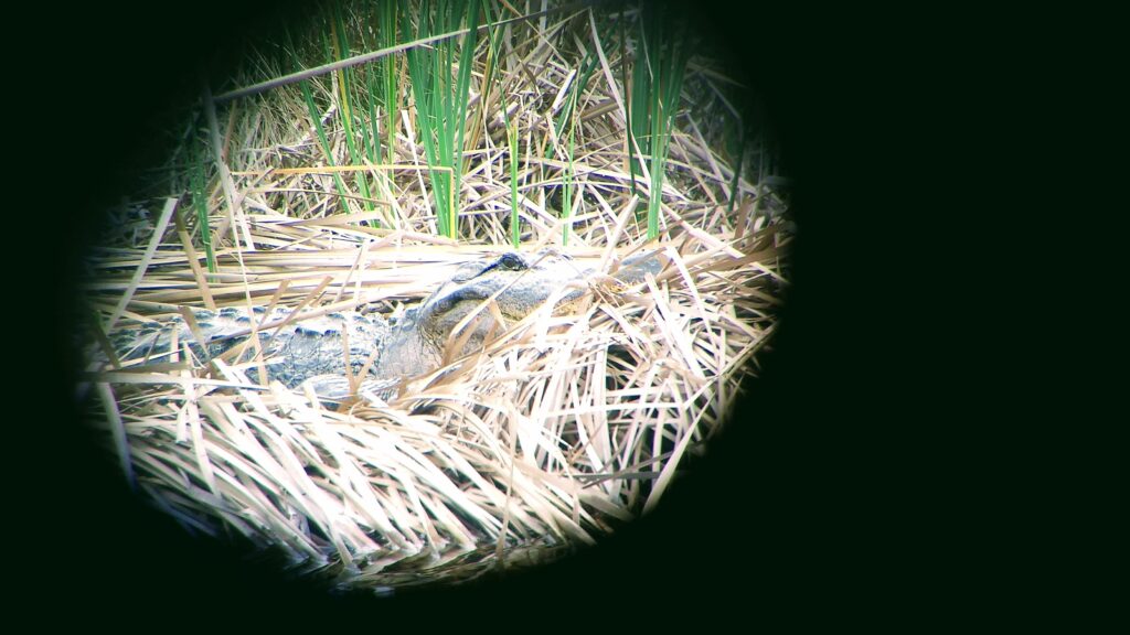 alligator viewed through binoculars